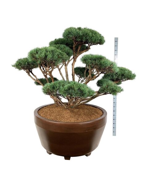 Pinus