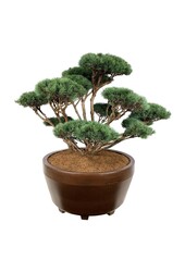 Denneboom Pinus Watereri