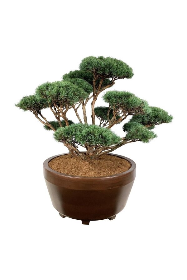 Denneboom Pinus Watereri