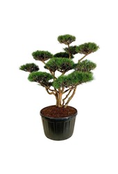 Denneboom Pinus Watereri
