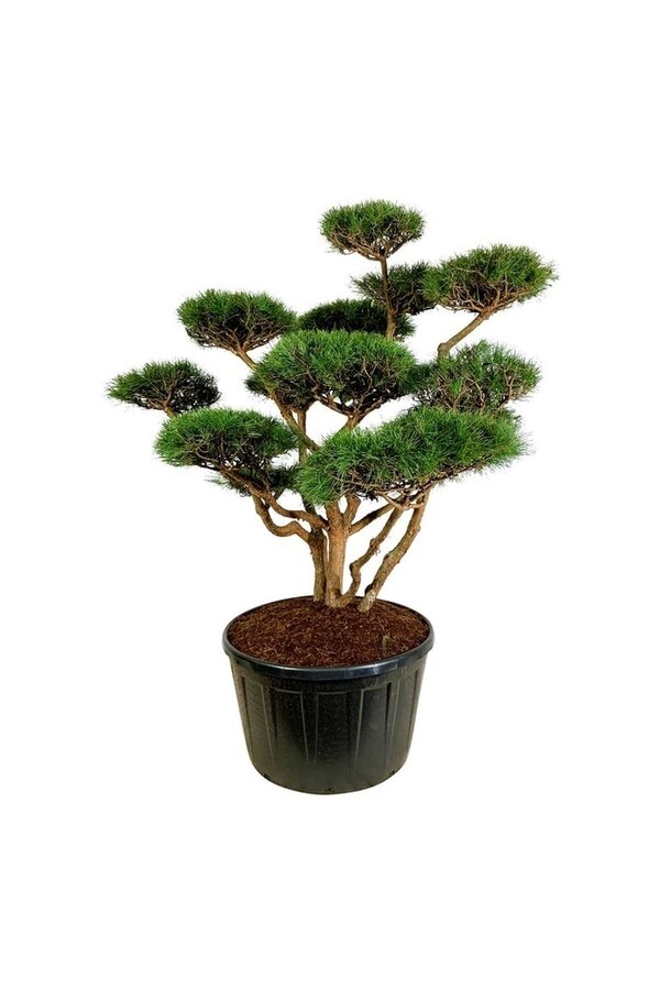 Denneboom Pinus Watereri