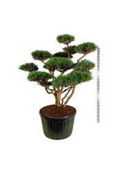Denneboom Pinus Watereri