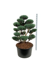 Denneboom Pinus Watereri