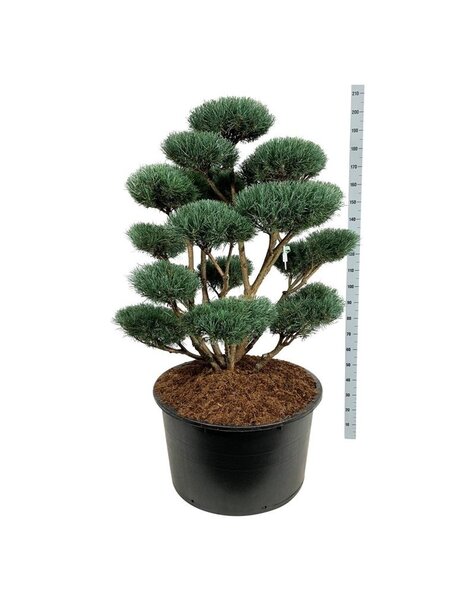 Pinus