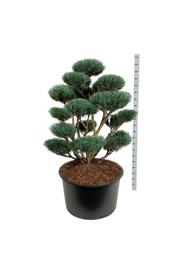 Denneboom Pinus Watereri