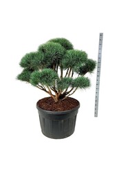 Denneboom Pinus Watereri
