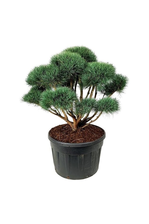 Denneboom Pinus Watereri
