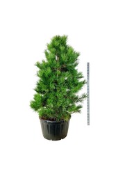 Denneboom Pinus nigra nigra