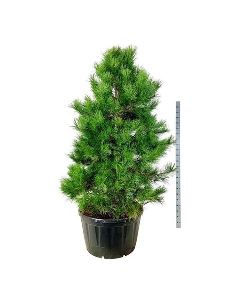Pinus