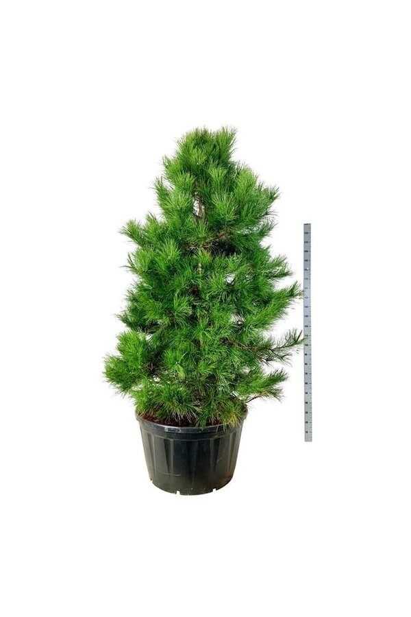 Denneboom Pinus nigra nigra