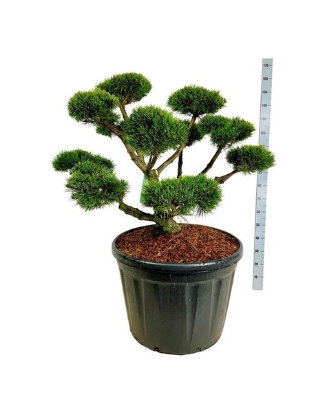 Pinus