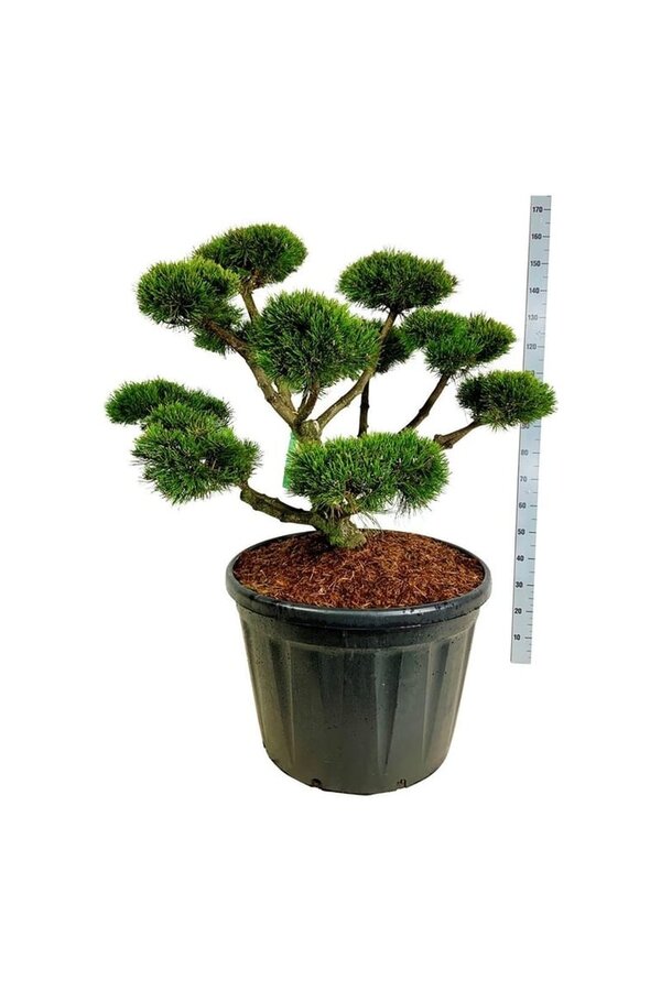 Denneboom Pinus mugo Gnom