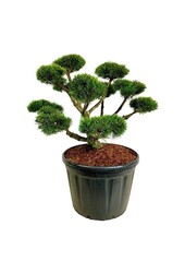 Denneboom Pinus mugo Gnom