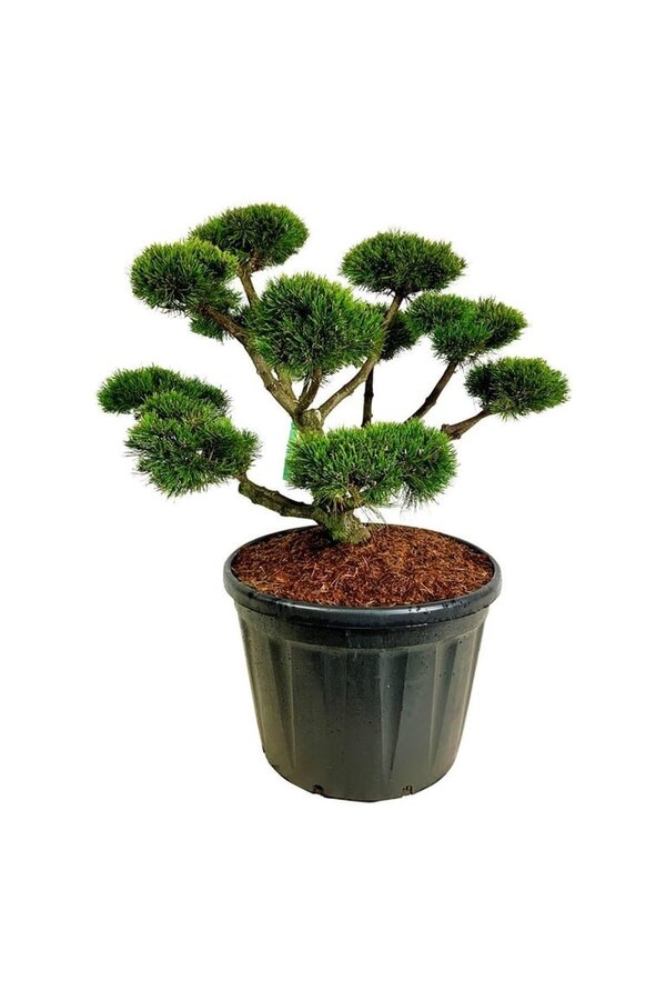 Denneboom Pinus mugo Gnom