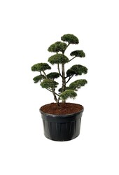 Denneboom Pinus mugo Gnom