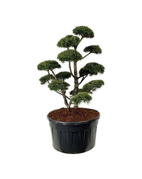 Pinus