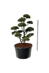 Denneboom Pinus mugo Gnom