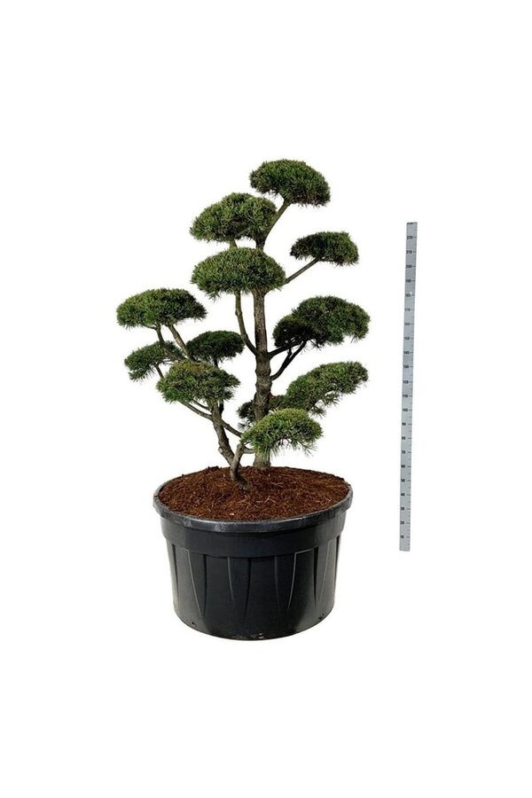 Denneboom Pinus mugo Gnom