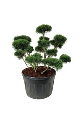 Denneboom Pinus mugo Gnom