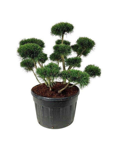 Pinus