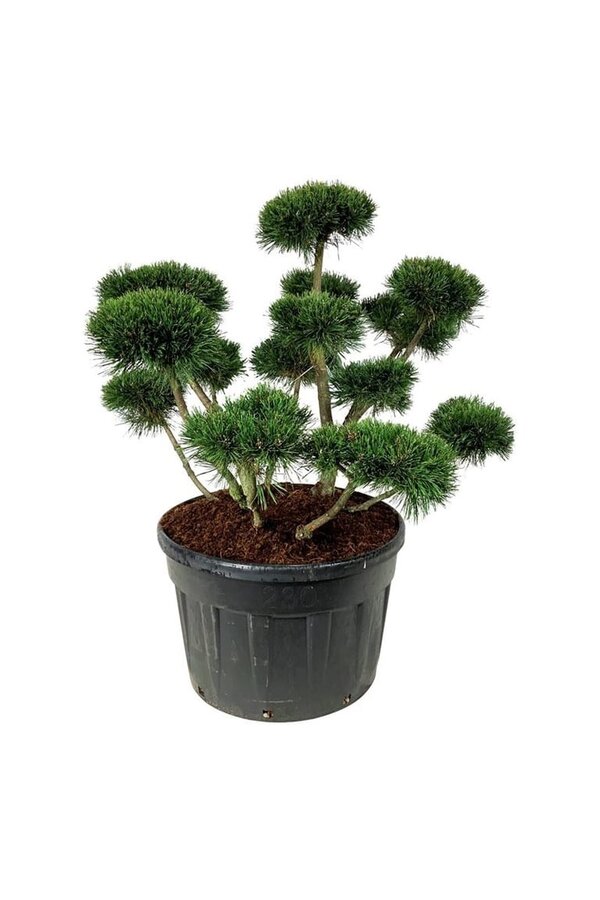 Denneboom Pinus mugo Gnom