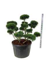 Denneboom Pinus mugo Gnom