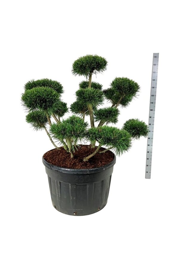 Denneboom Pinus mugo Gnom
