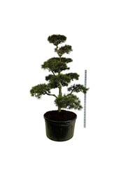 Denneboom Pinus contorta