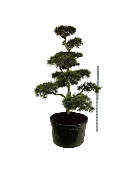 Pinus