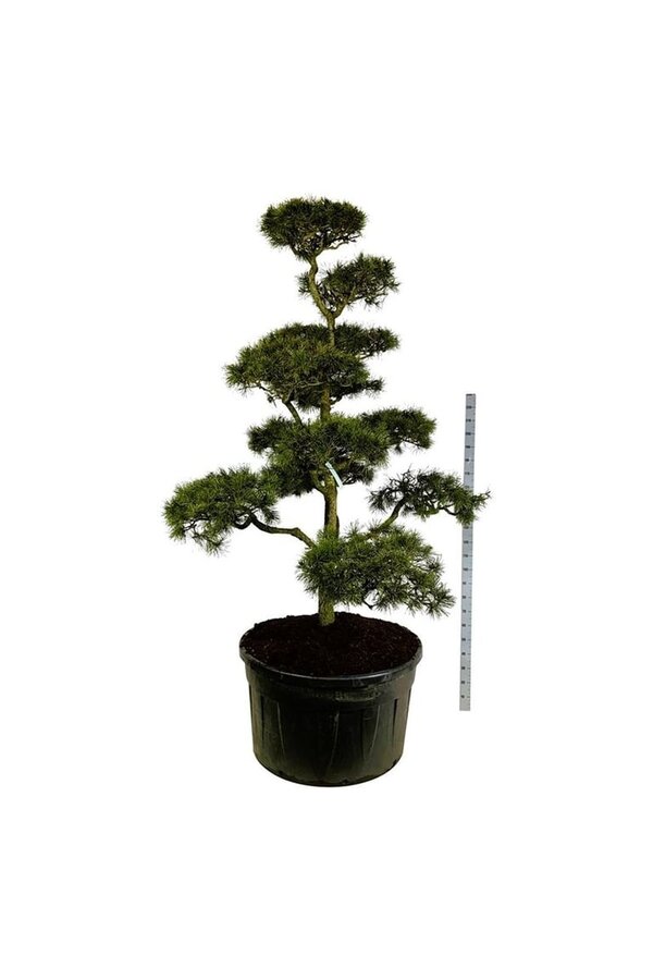 Denneboom Pinus contorta
