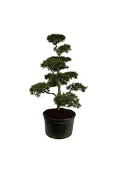 Denneboom Pinus contorta