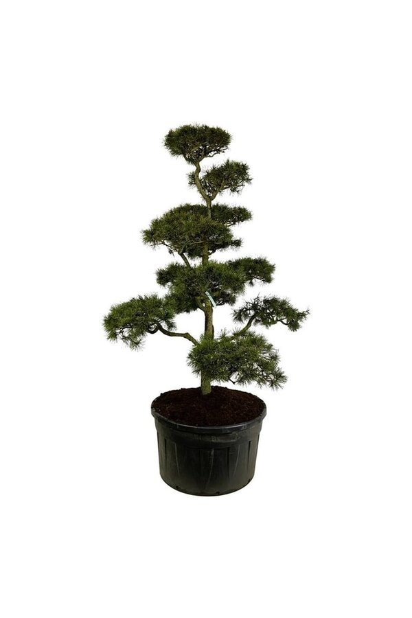 Denneboom Pinus contorta
