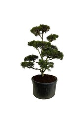 Denneboom Pinus contorta