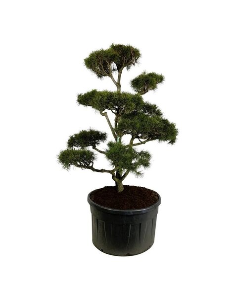 Pinus