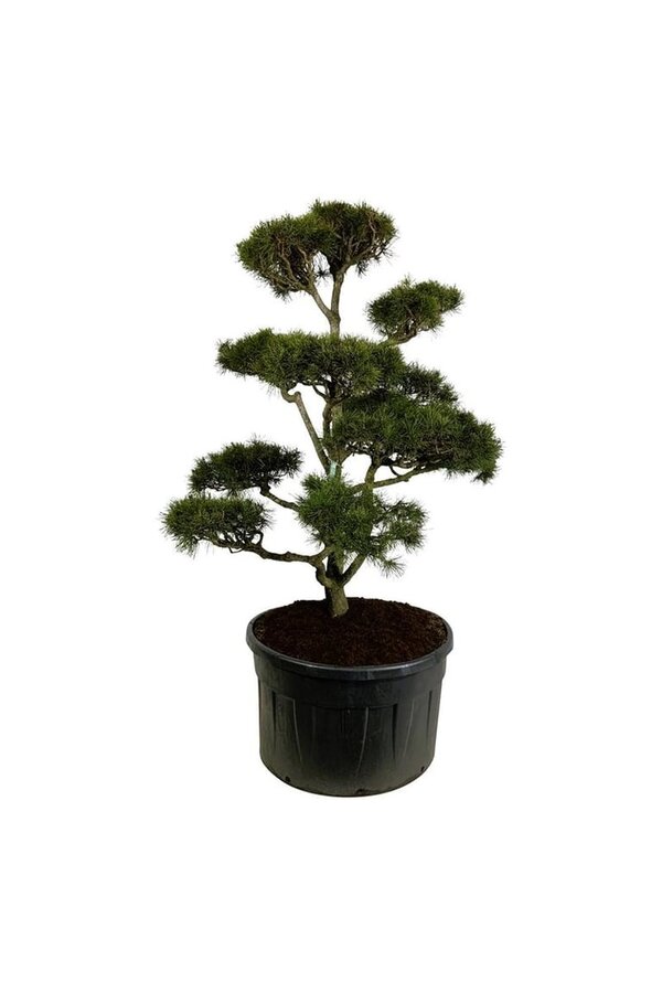 Denneboom Pinus contorta