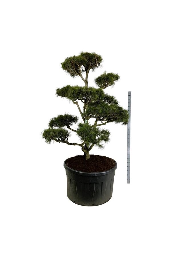 Denneboom Pinus contorta