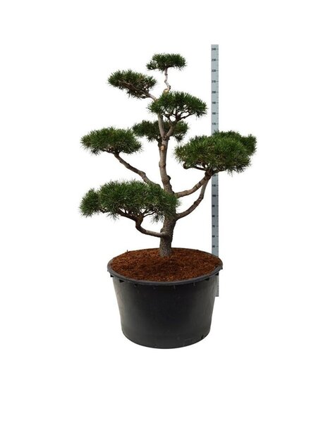 Pinus