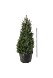 Zilverspar Picea abies