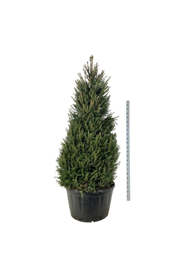 Zilverspar Picea abies
