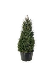 Zilverspar Picea abies