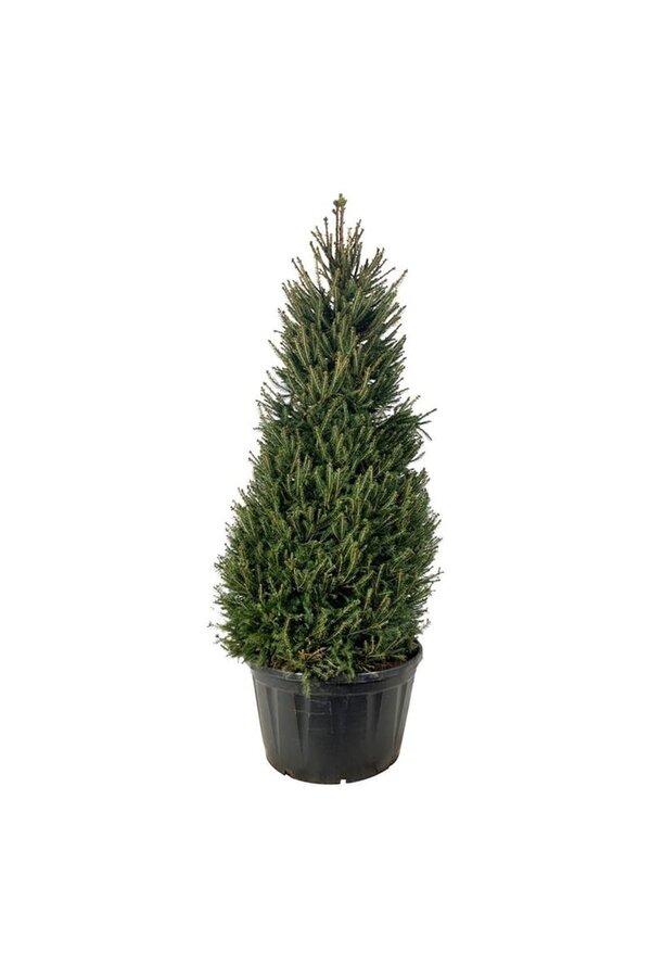 Zilverspar Picea abies
