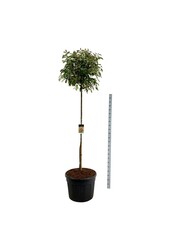 Glansmispel Photinia fraseri Red Robin
