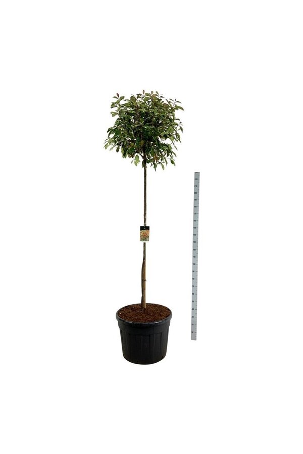 Photinia fraseri Red Robin