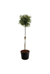 Glansmispel Photinia fraseri Red Robin
