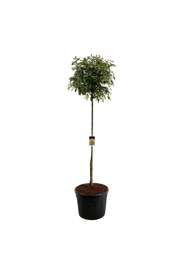 Glansmispel Photinia fraseri Red Robin