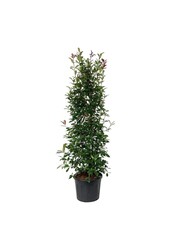 Glansmispel Photinia fraseri Red Robin