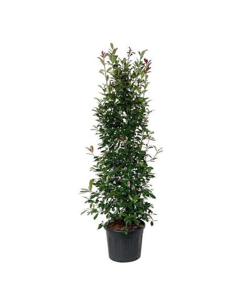 Photinia