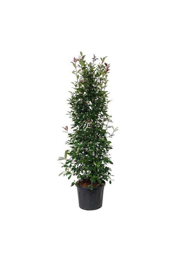 Glansmispel Photinia fraseri Red Robin