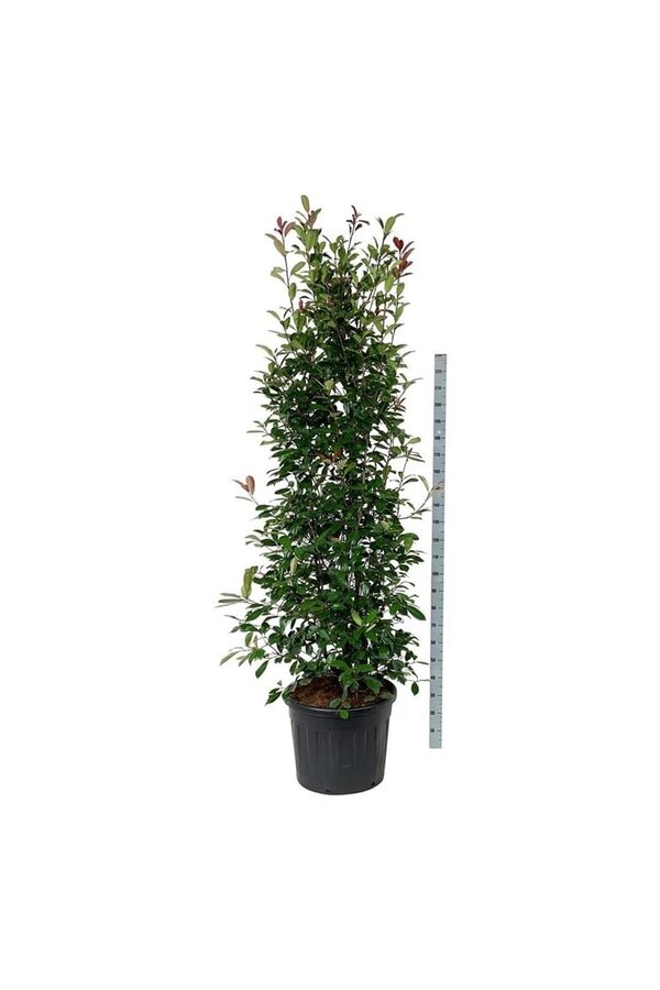 Glansmispel Photinia fraseri Red Robin