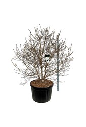 Beverboom Magnolia stellata